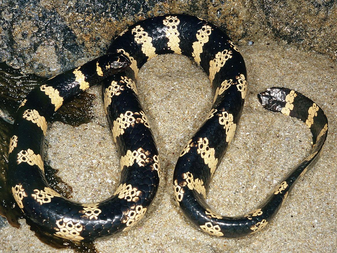 Emydocephalus orarius, Western Turtle-headed Sea Snake, Shark Bay 