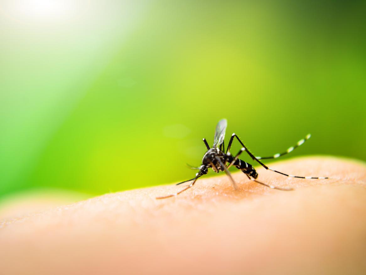 Scientists from the University of Adelaide’s Research Centre for Infectious Diseases have identified a key protein that controls malaria parasite entry into host red blood cells. 