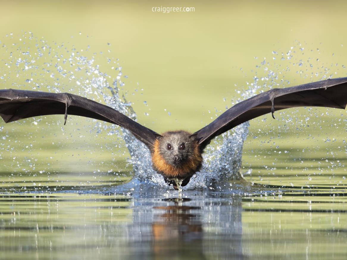 Image of Grey-headed flying fox over water 