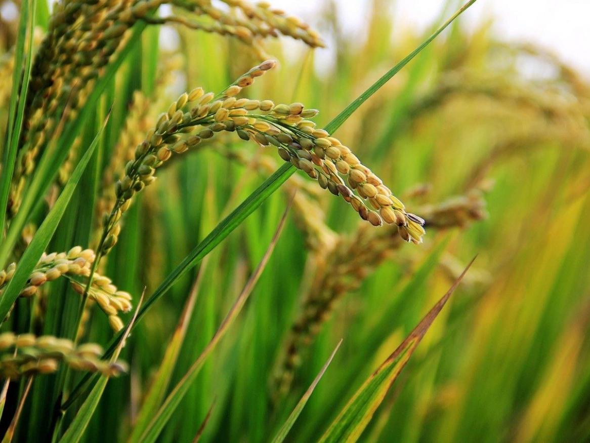 Image of Rice field image - Pixabay