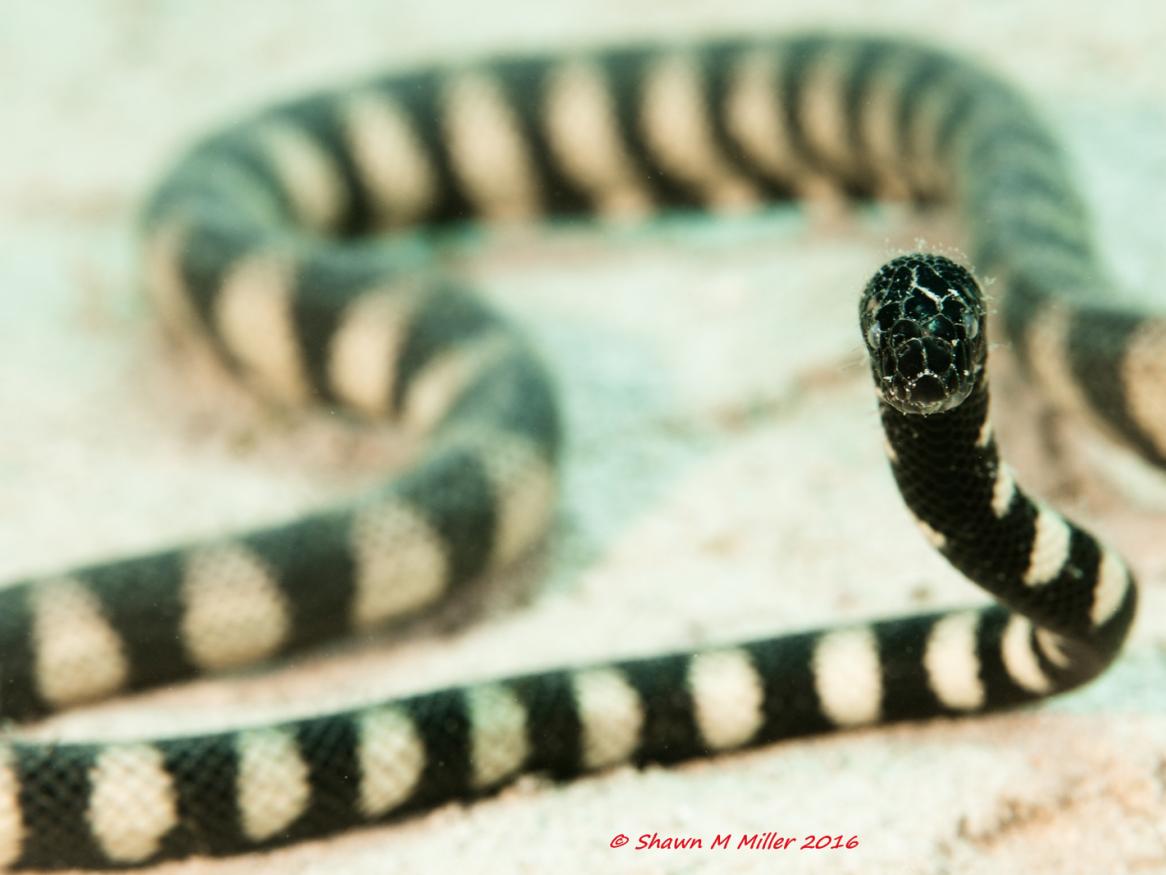 Image of a stripey sea snake