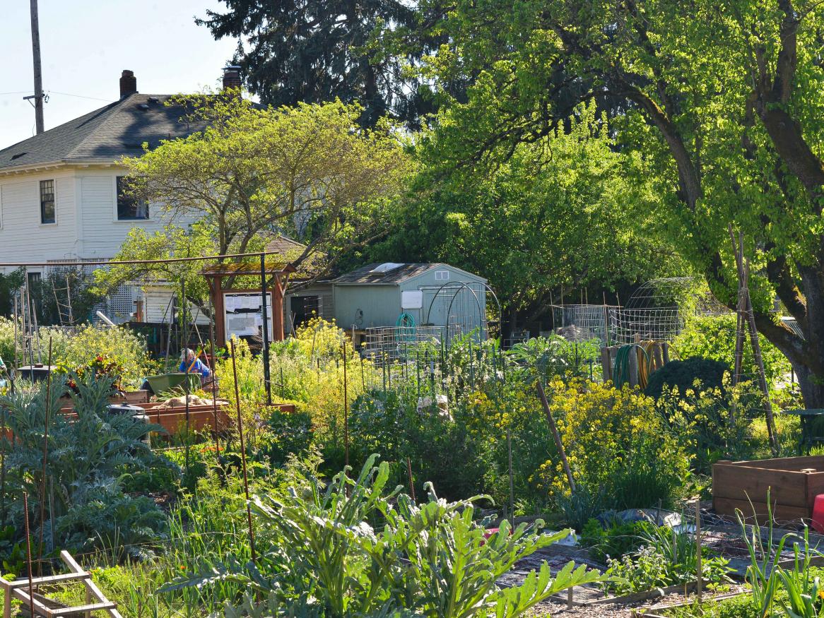 Image of community garden