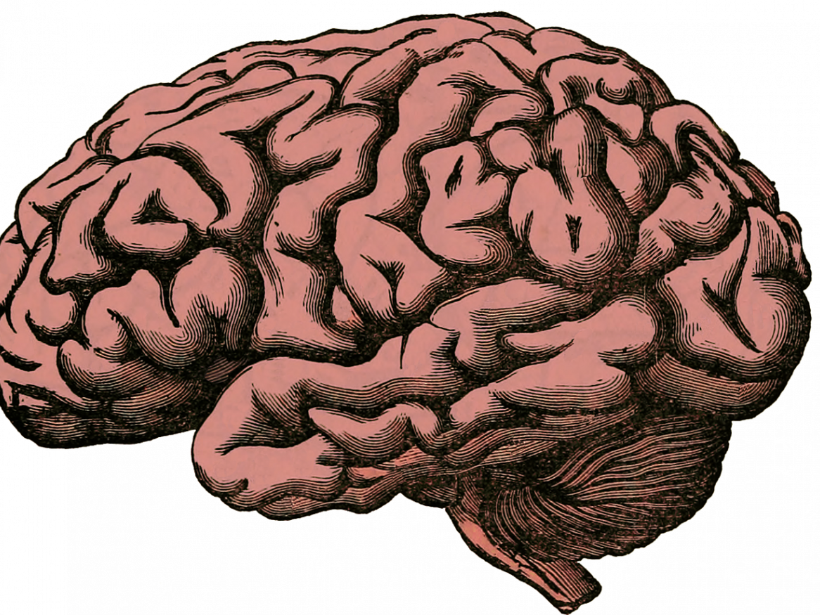 It is now recognised that traumatic brain injury (TBI) leads to long-lasting disability in a subset of individuals, including persistent impairments in memory, decision making and motor function. 