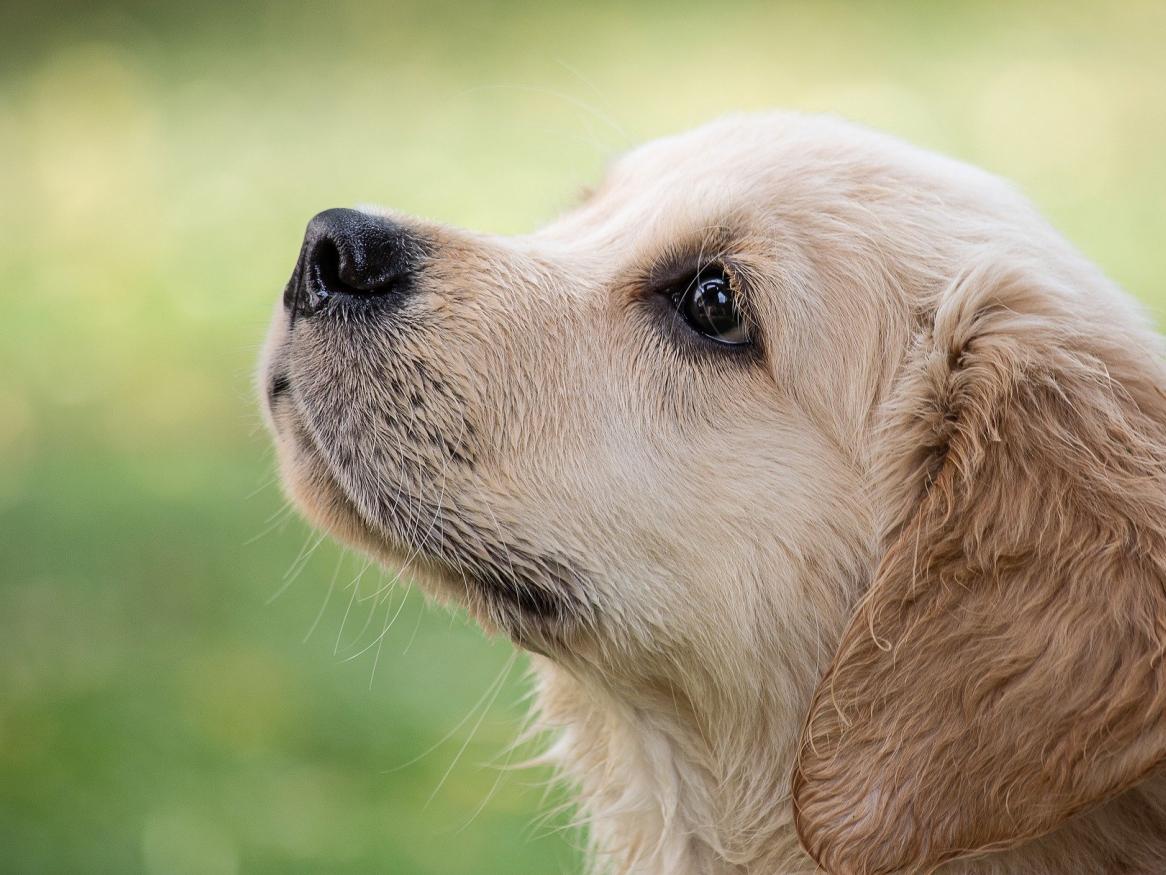 labrador