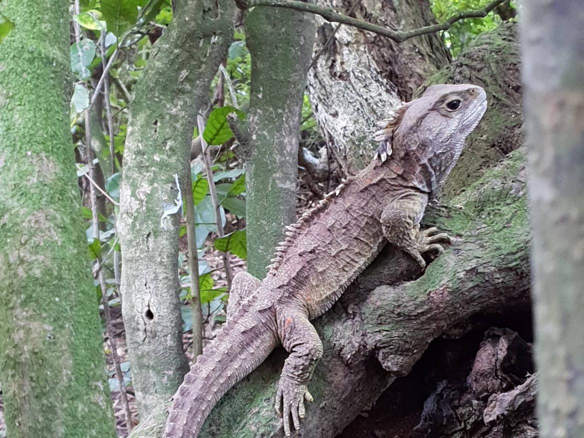 Tuatara - photo by Nicola Nelson