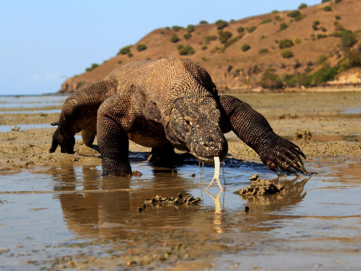 Komodo dragon