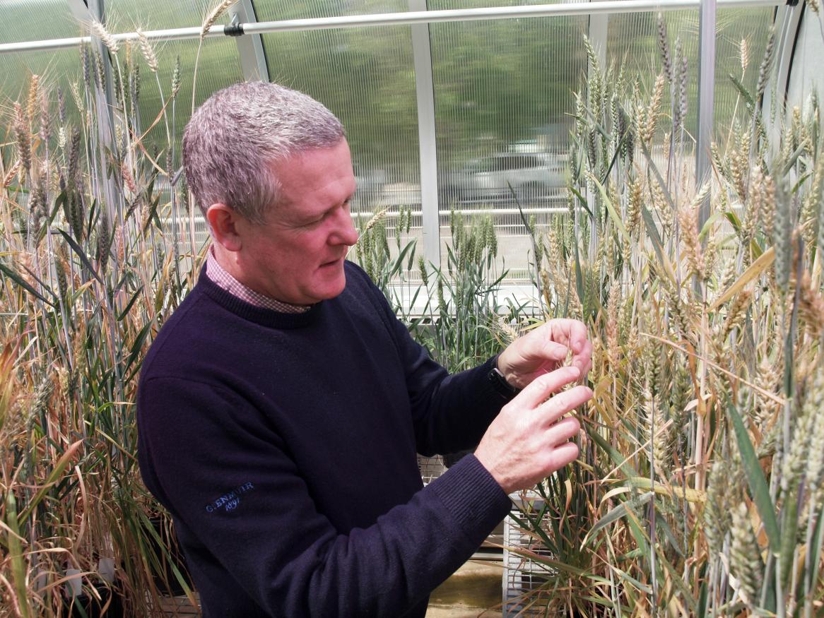 Associate Professor Ken Chalmers inspecting wheat grain