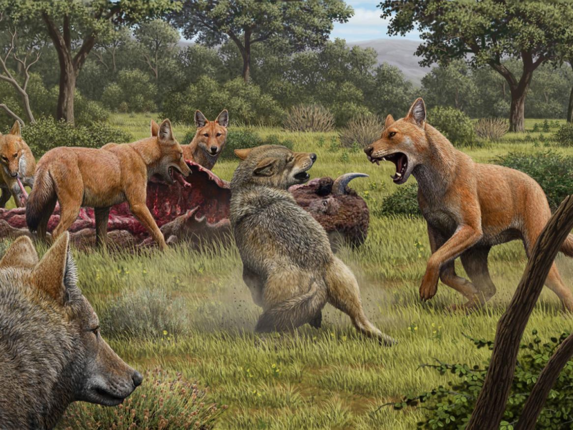 An artists impression of dire wolves feeding on a bison and fending off grey wolves