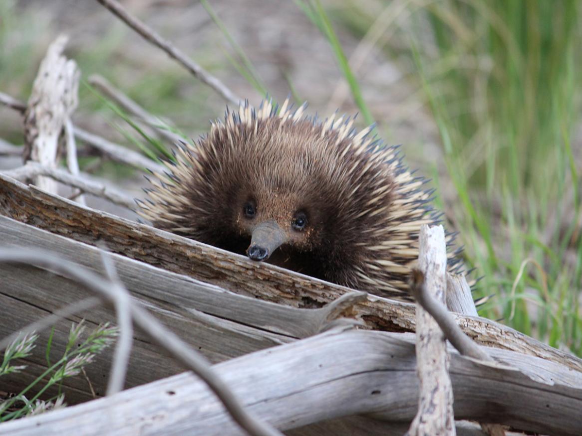 Echidna in wild