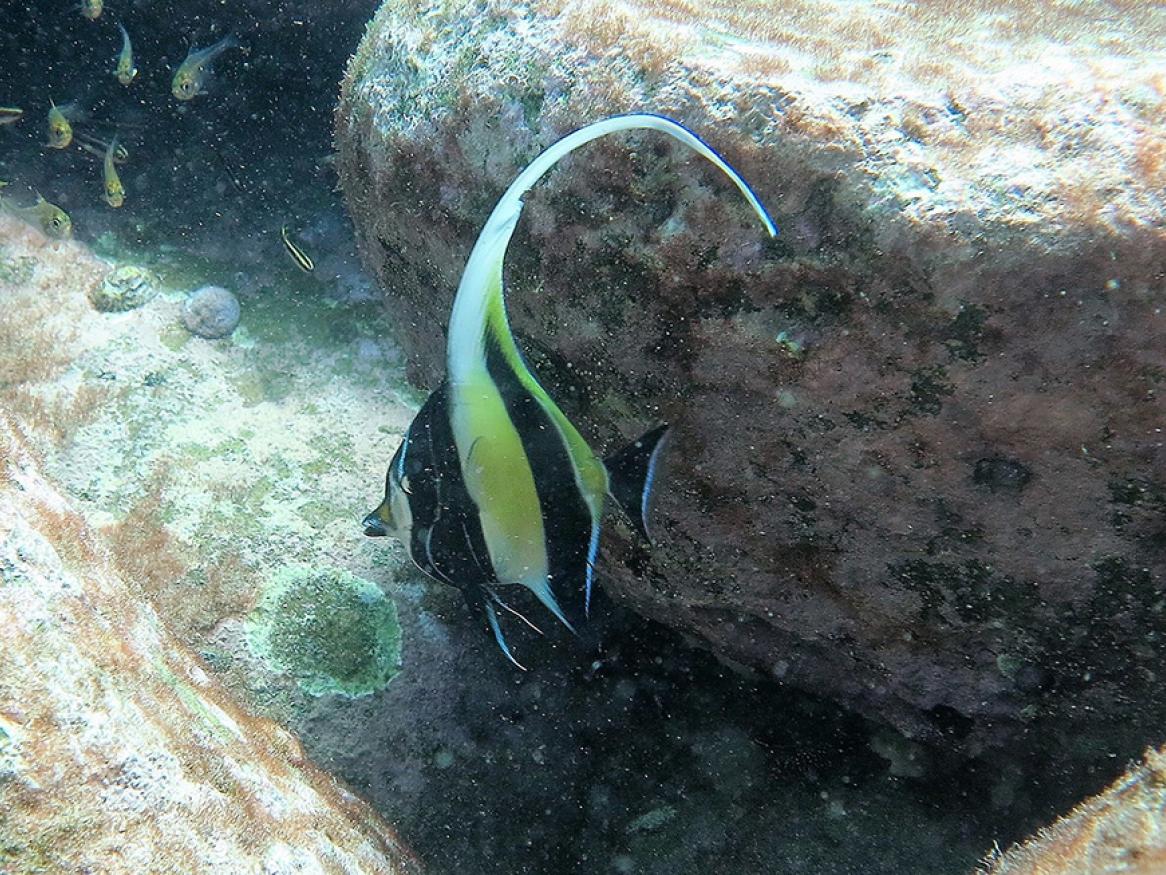 A Moorish idol fish