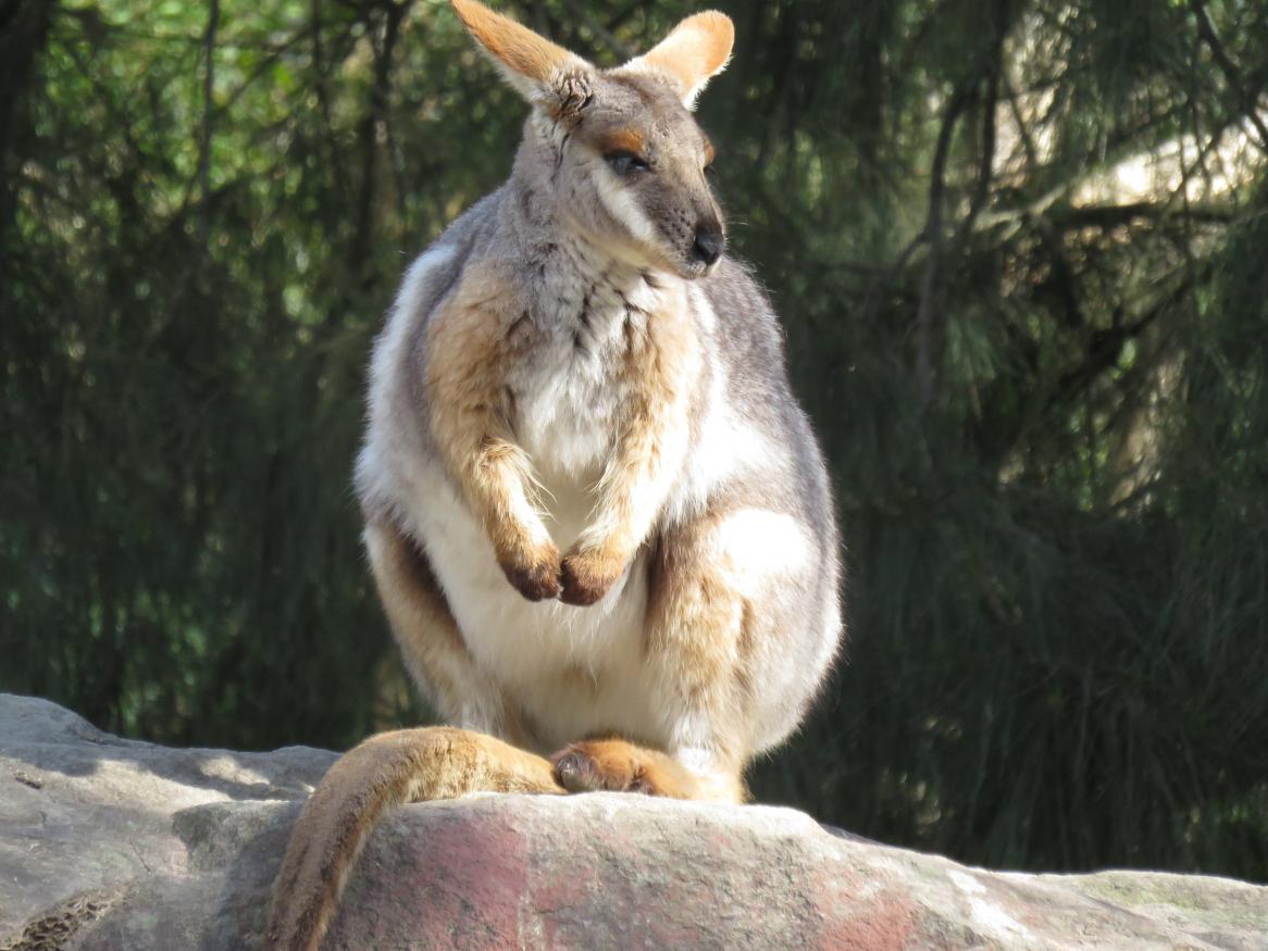rock wallaby image
