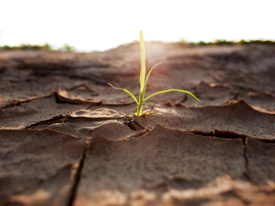 A plant shoot growing through dry earth