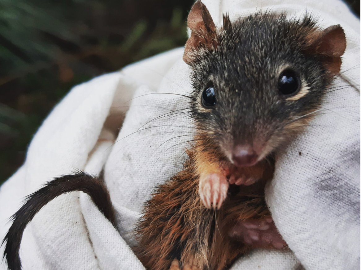 Image of an antechinus
