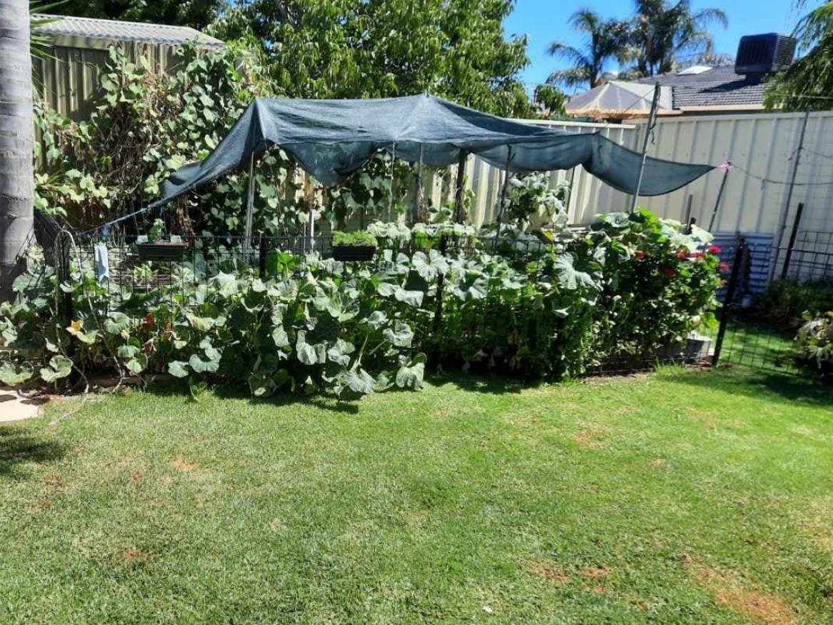 Back yard in Adelaide's south west demonstrates having a lawn and growing a self-sustainable vegetable supply