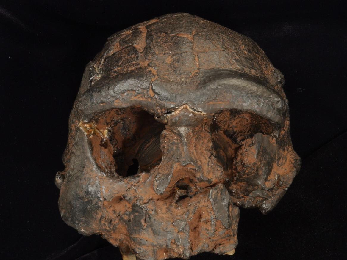 Replica Homo erectus skull from Java - supplied by Trustees of Natural History Museum