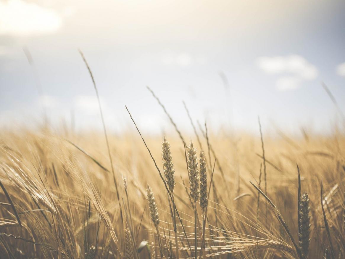 Wheat field