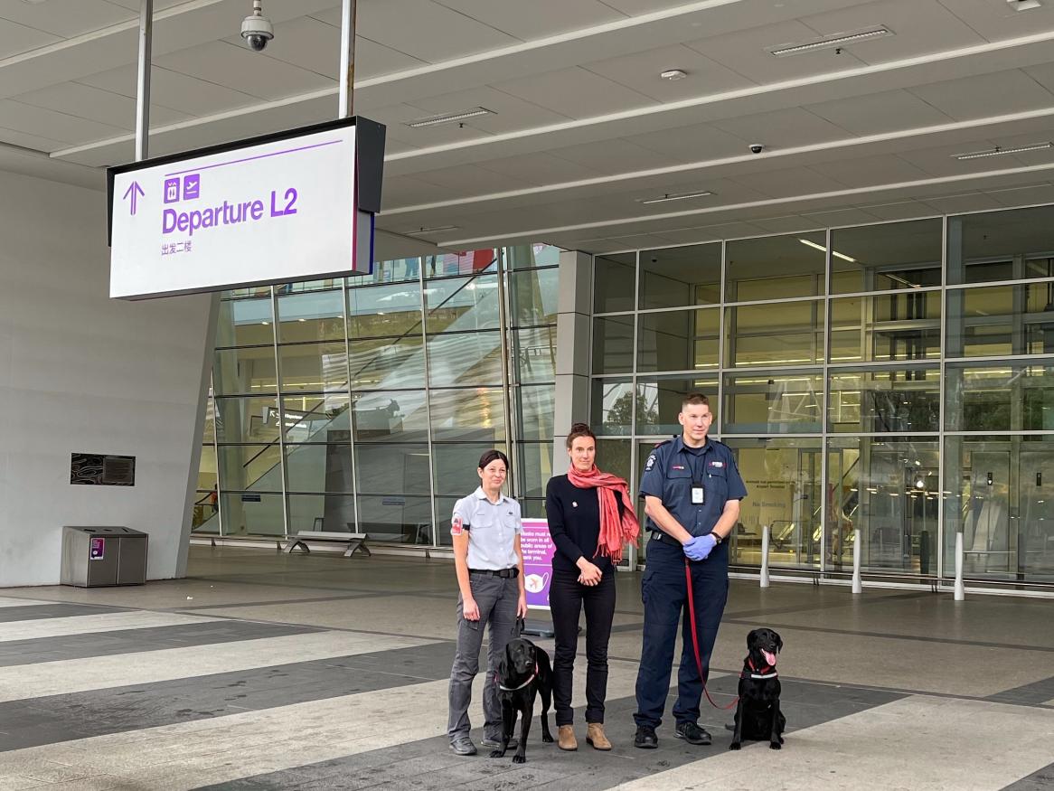 Six dogs have commenced research trials at Adelaide Airport to determine the feasibility of deploying dogs to detect COVID-19.