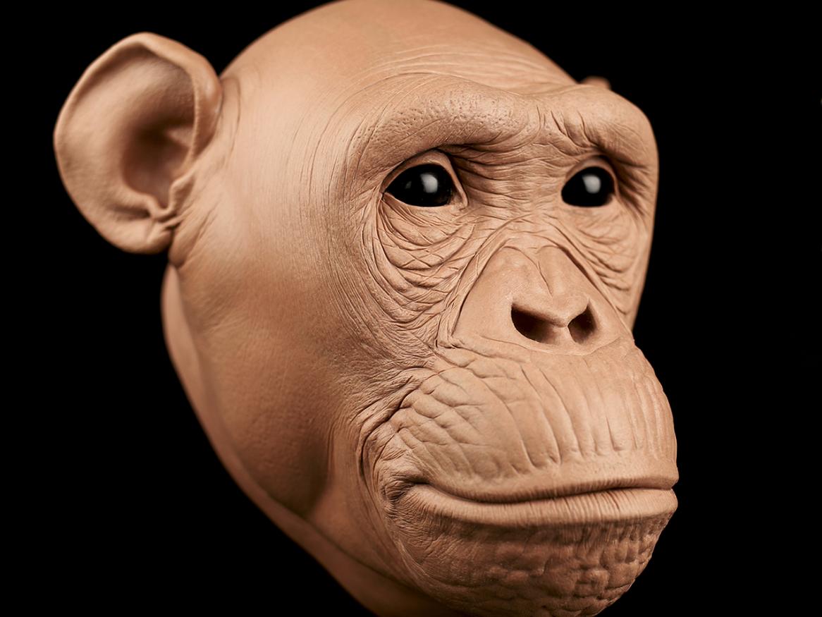 Hominid facial reconstruction