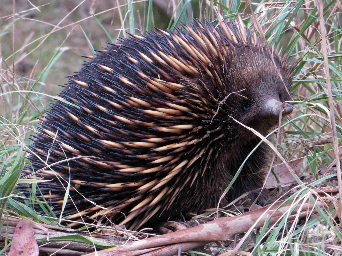 Echidna in the wild