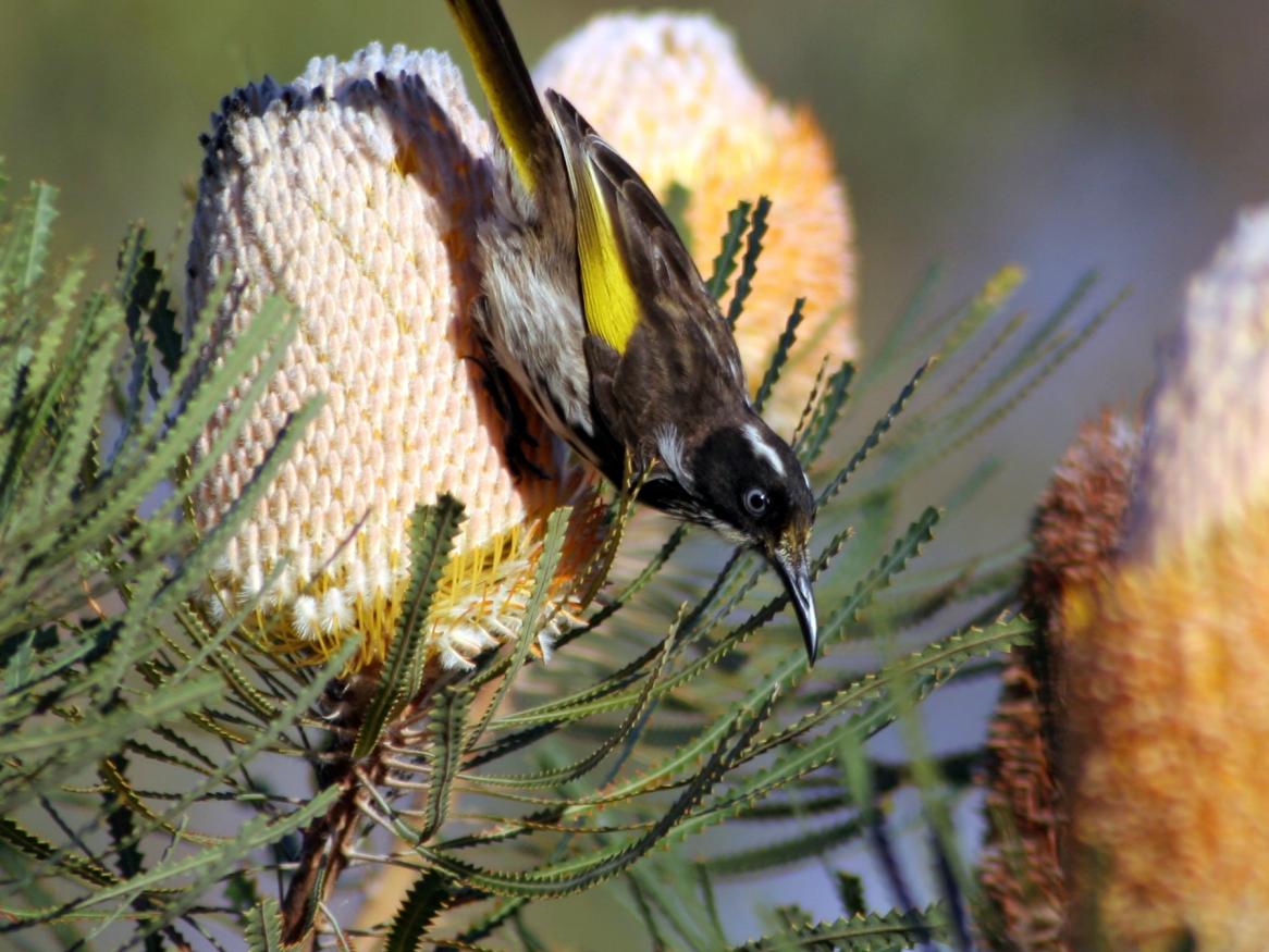 Honeyeater bird on a Banksia plant