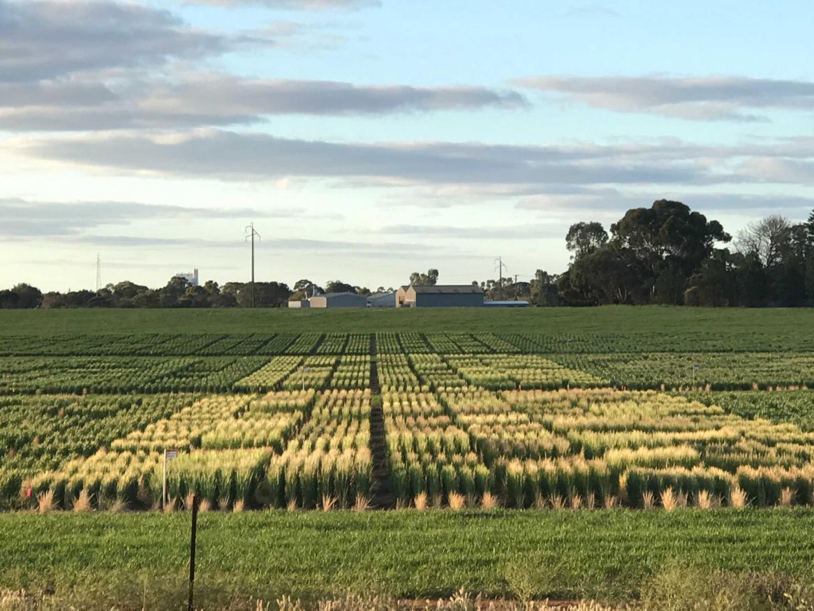 Crops at Loxton where frost trials took place.