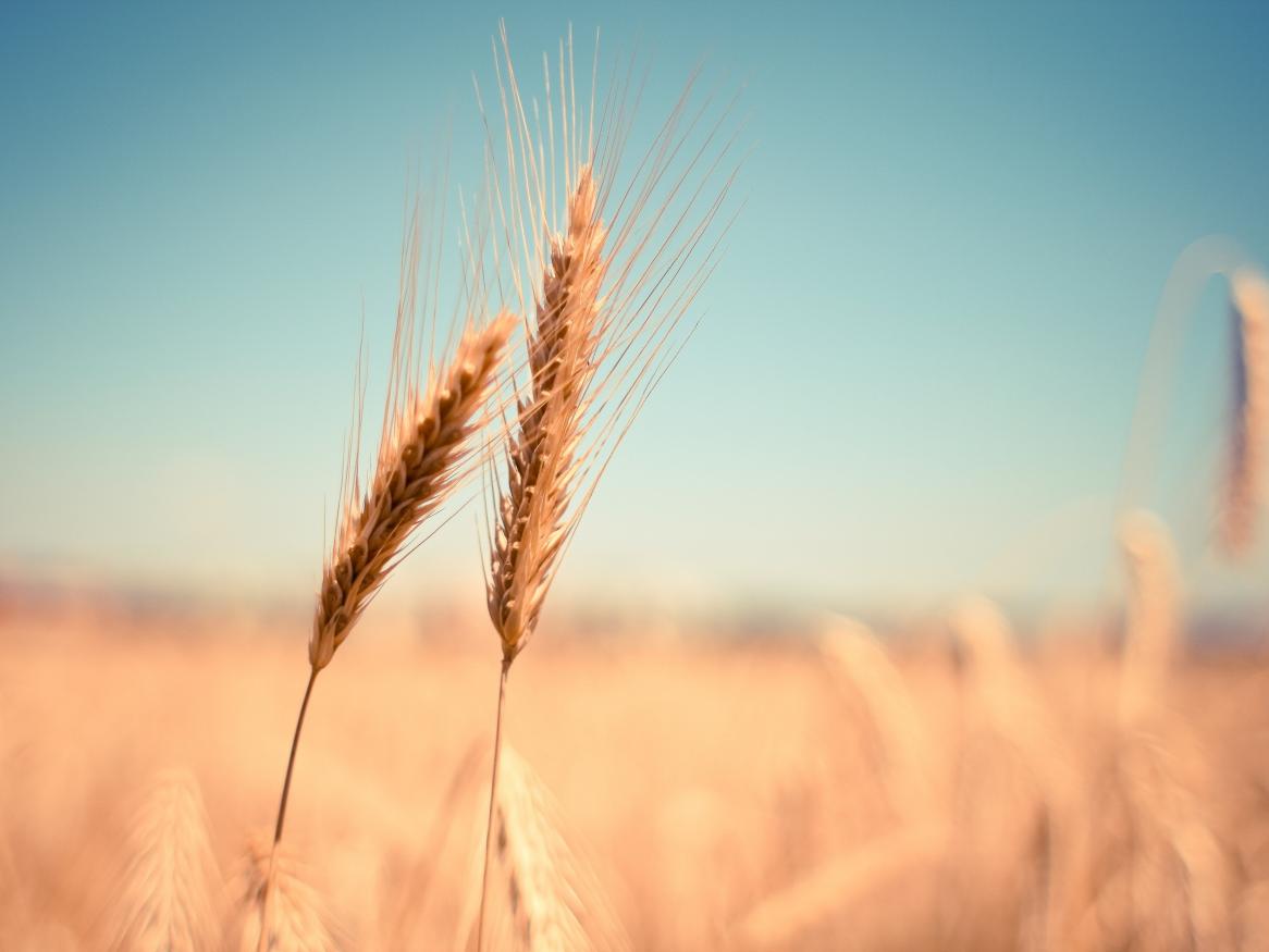Dry wheat in field.