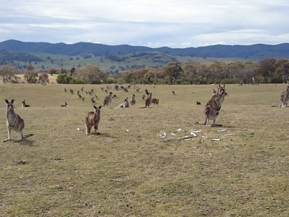 High density of eastern kangaroos