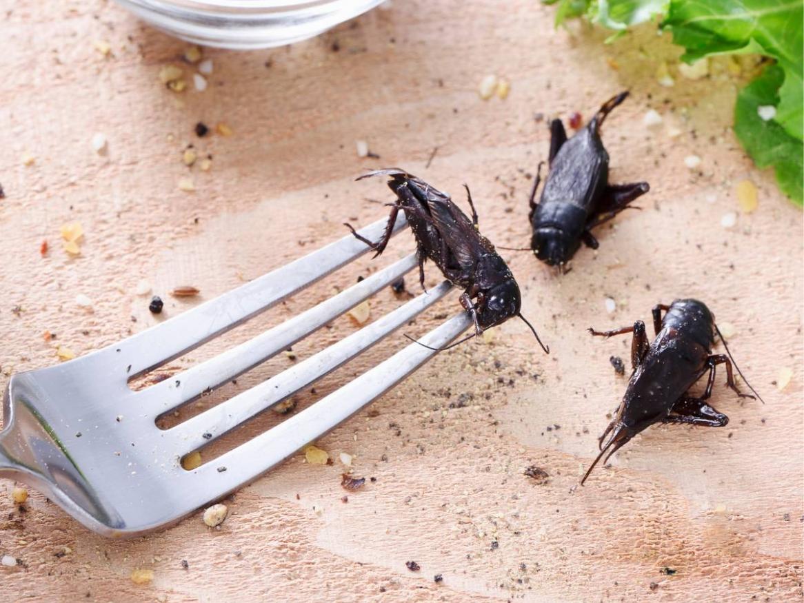 Edible crickets 