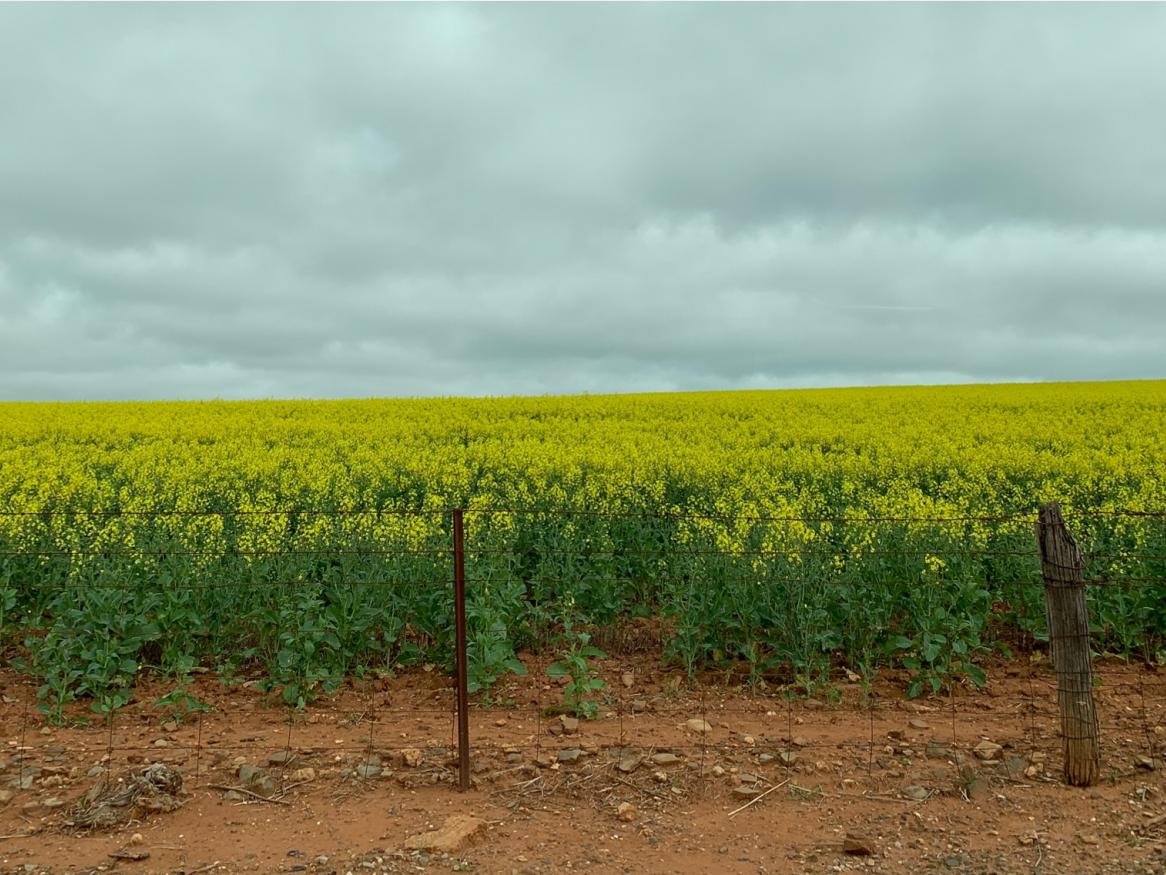 A photo of a prosperous field with clouds overhead.