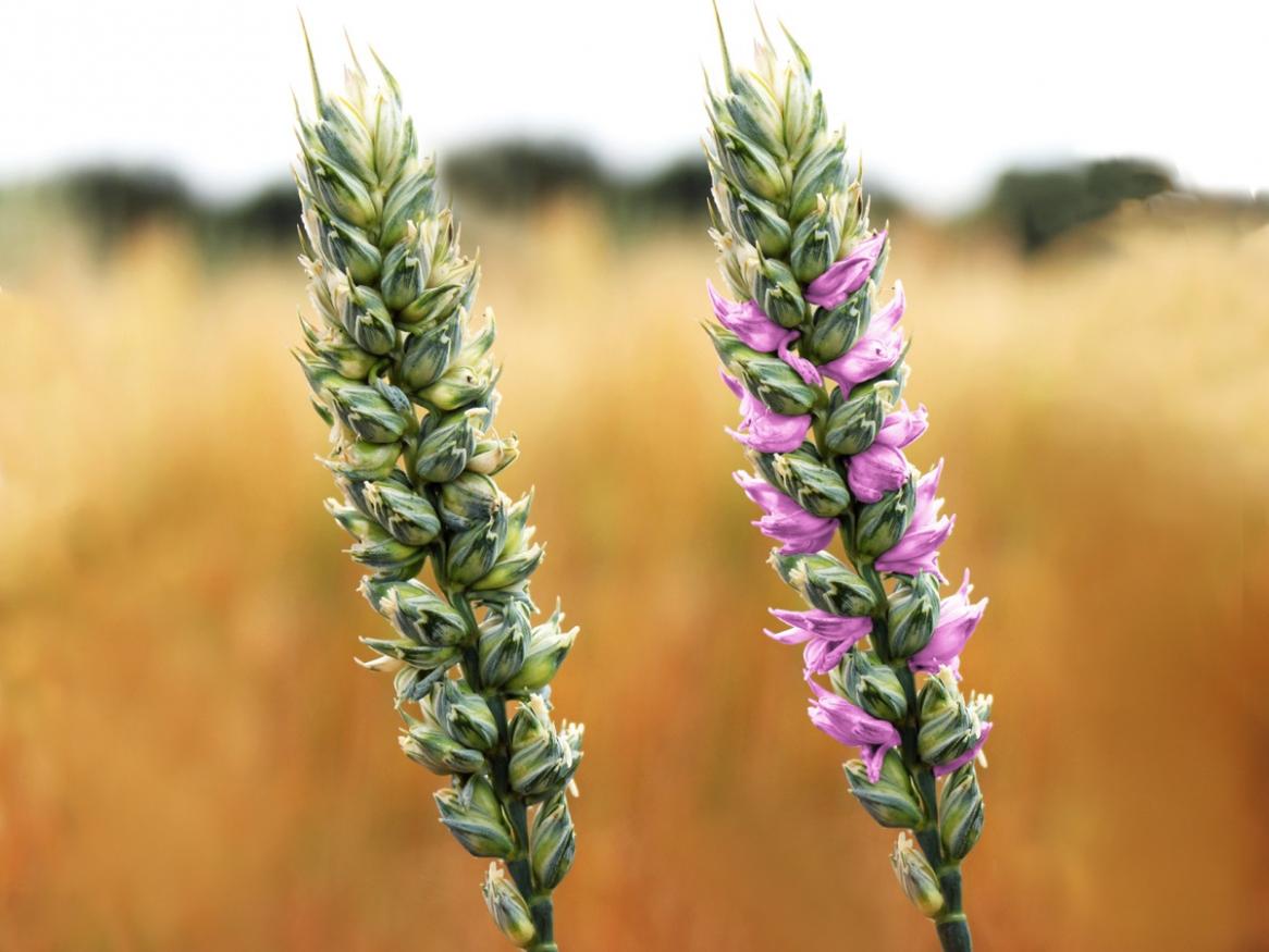 Wheat grows in a field.