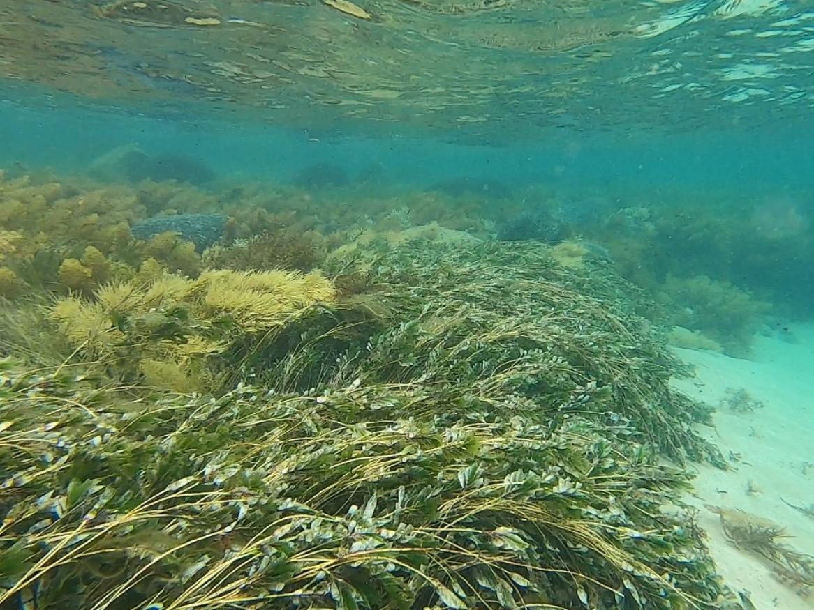 An underwater photo of seagrass.