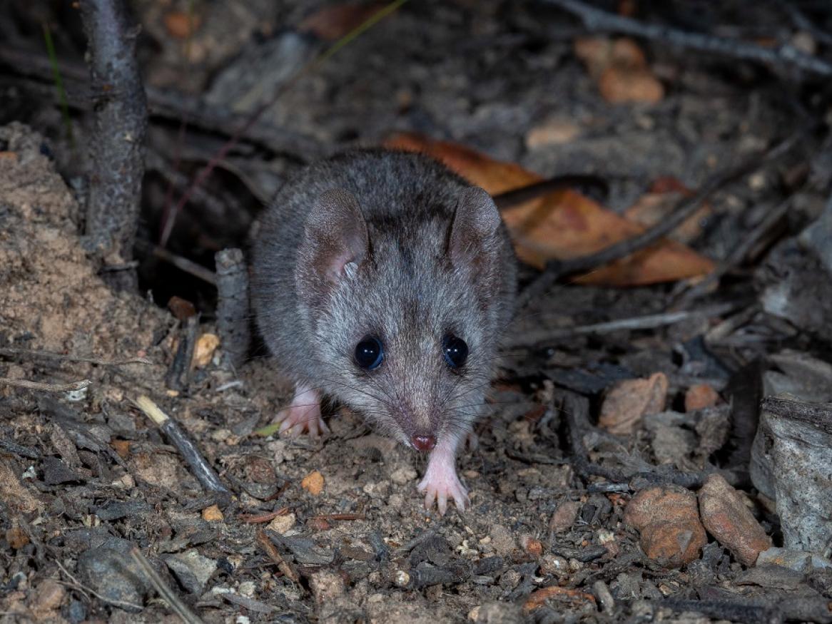 A rare Kangaroo Island dunnart in its natural habitat. Photo by Brad Leue/Australian Wildlife Conservancy.