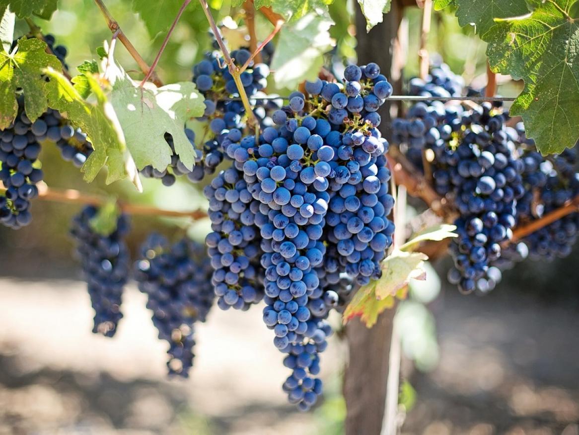 A bunch of red winegrapes sit on the vine