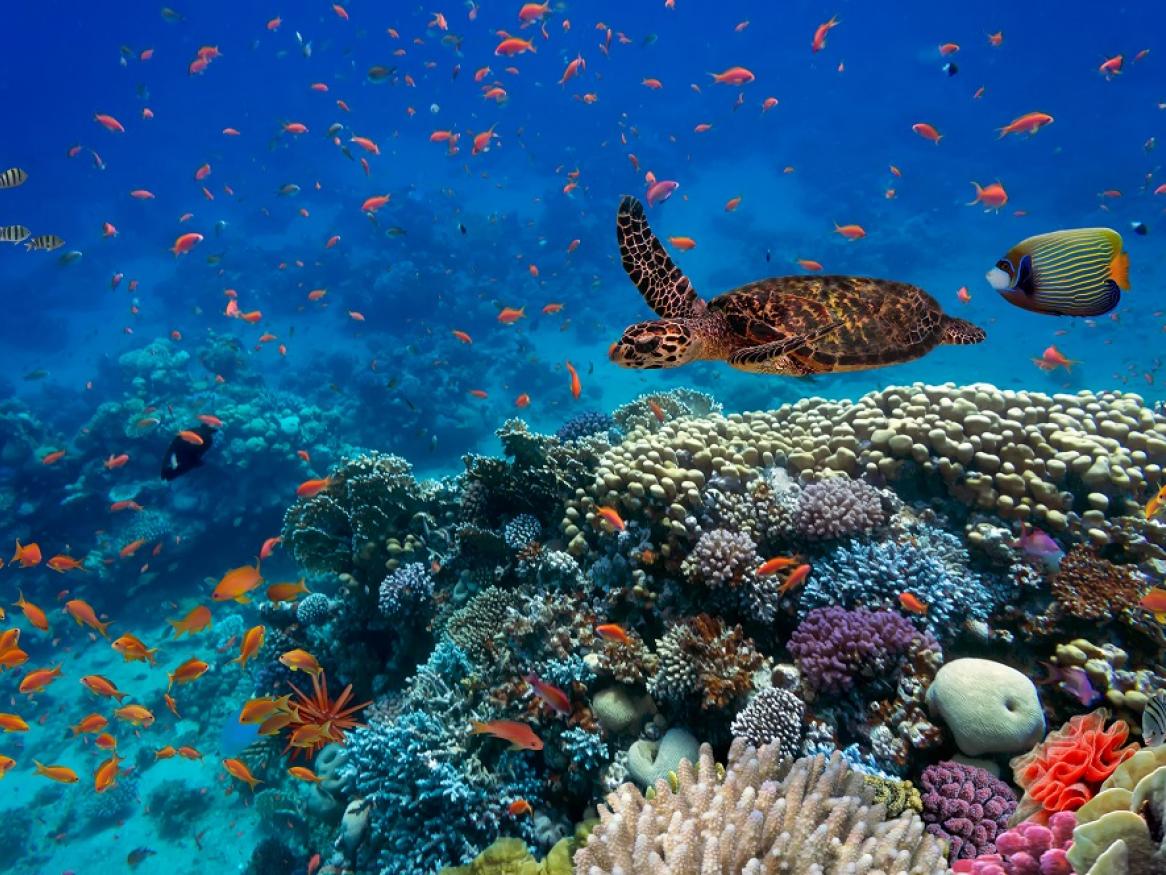 An underwater photo of marine biodiversity, including fish and turtles.
