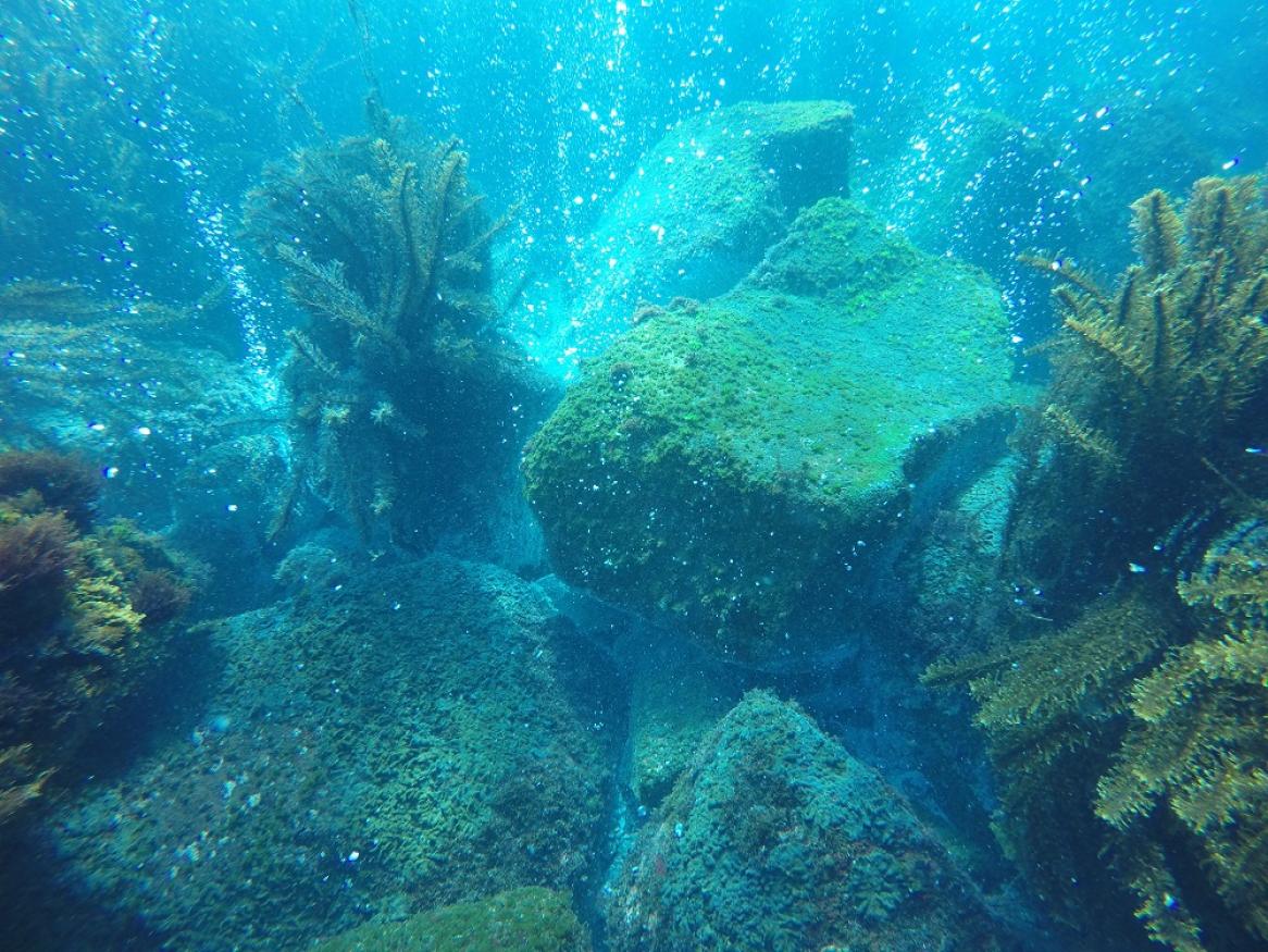 An underwater photo of a kelp ecosystem.