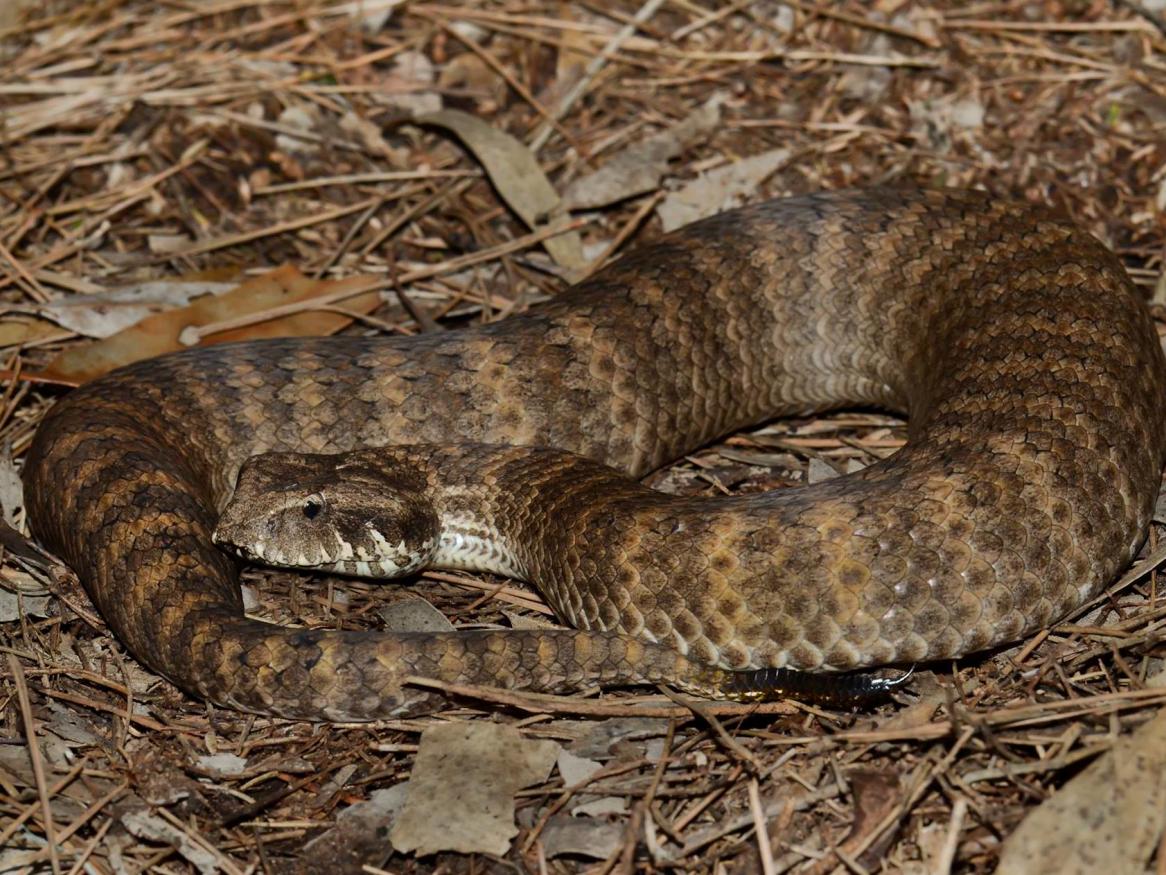 A death adder snake curled up on the ground
