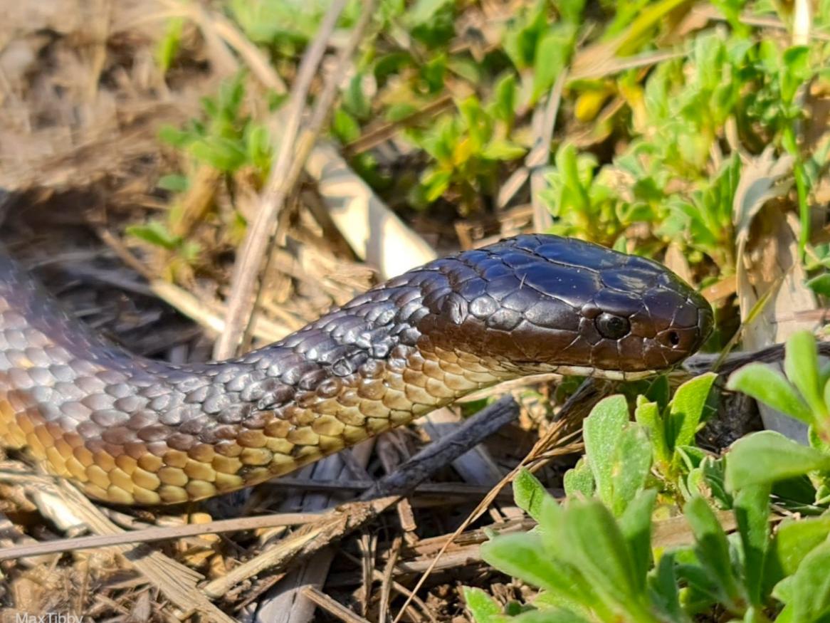 A tiger snake slithers on grass.