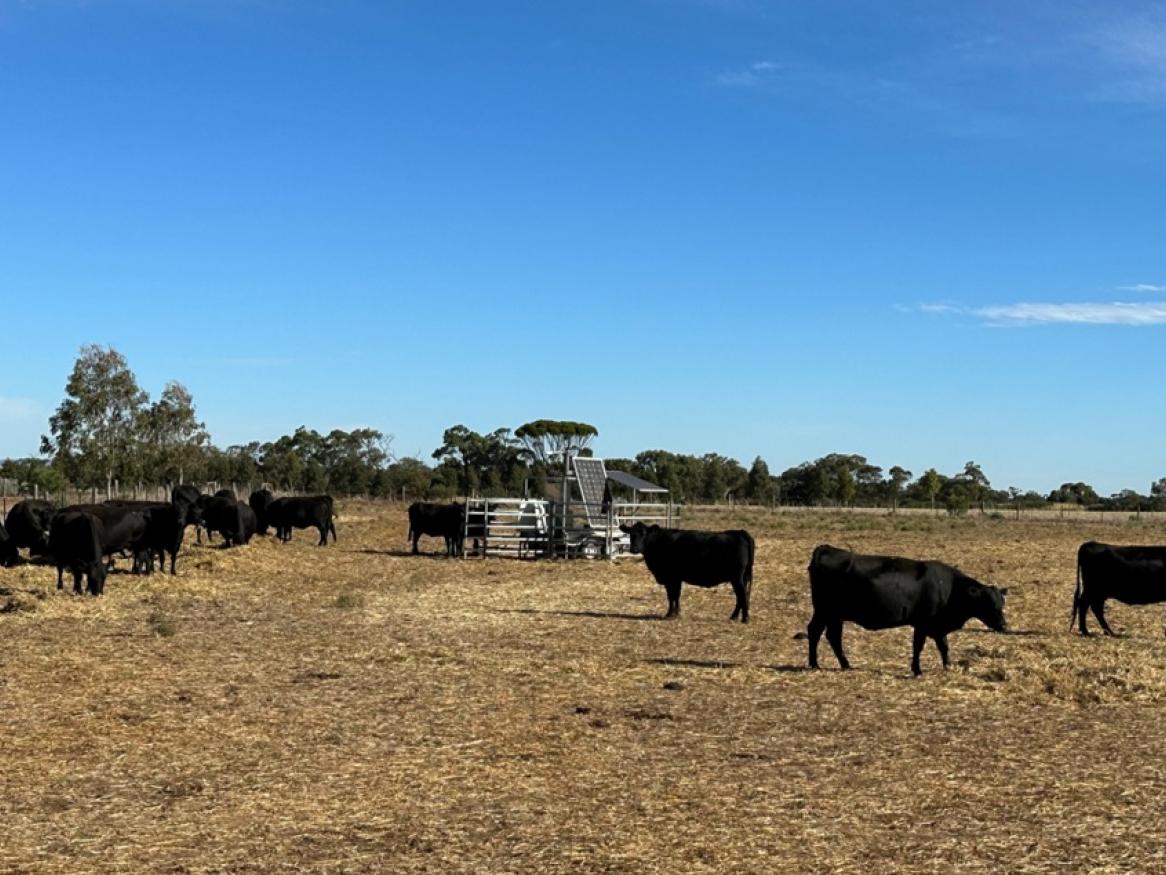 Cows in a field