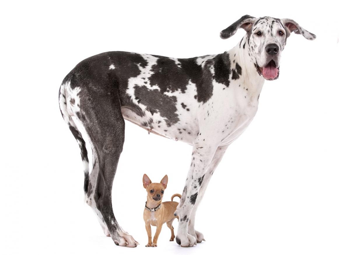 A Great Dane and a chihuahua