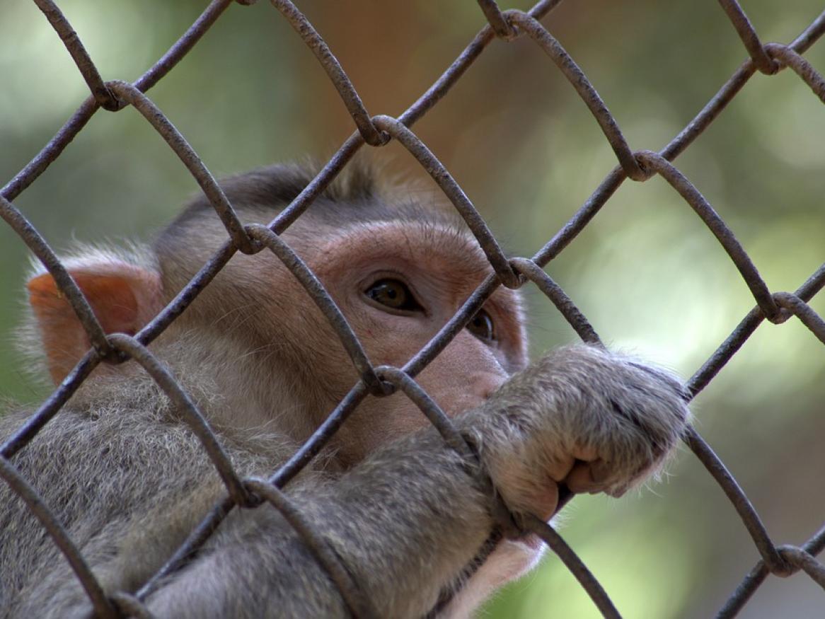 A photo of a macaque