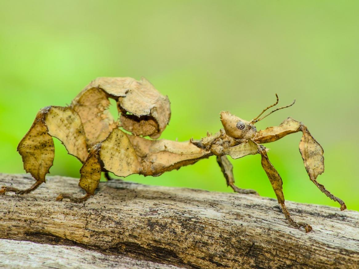 Spiney leaf stick insect (Extatosoma tiaratum) 