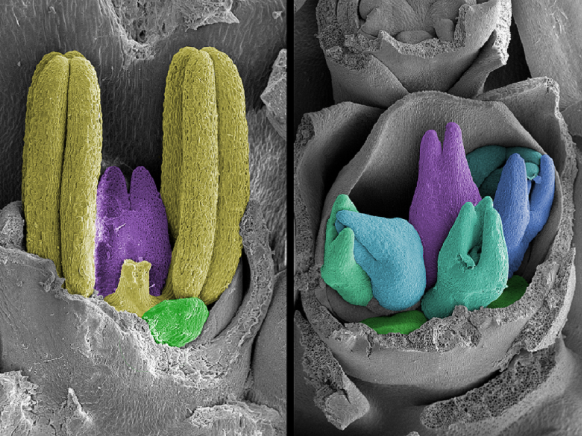 Image of a normal barley flower and a flower from a mutant variety.