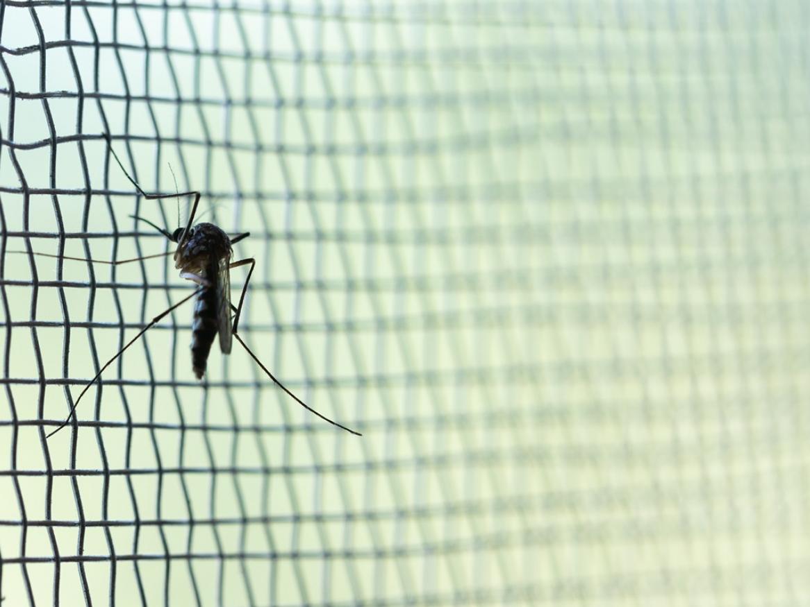 A mosquito on mesh