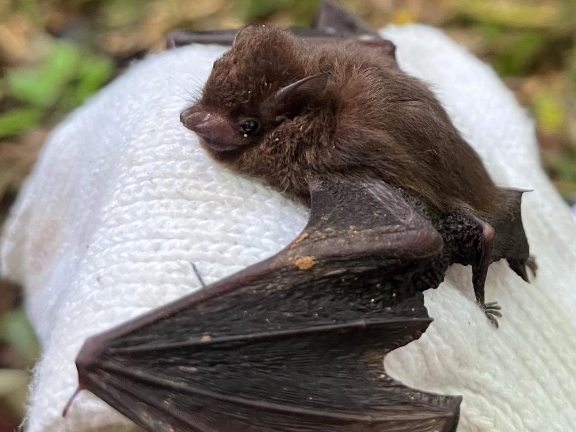 A Pacific Sheath-tailed Bat. Credit: Kristofer Helgen