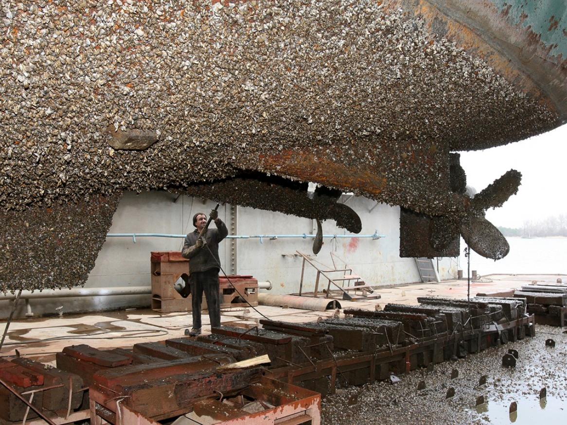 Shipyard worker removing vegetation and mussels. Note that invasive alien species have been introduced by many human activities (such as trade, transport or tourism) to regions and biomes around the world.