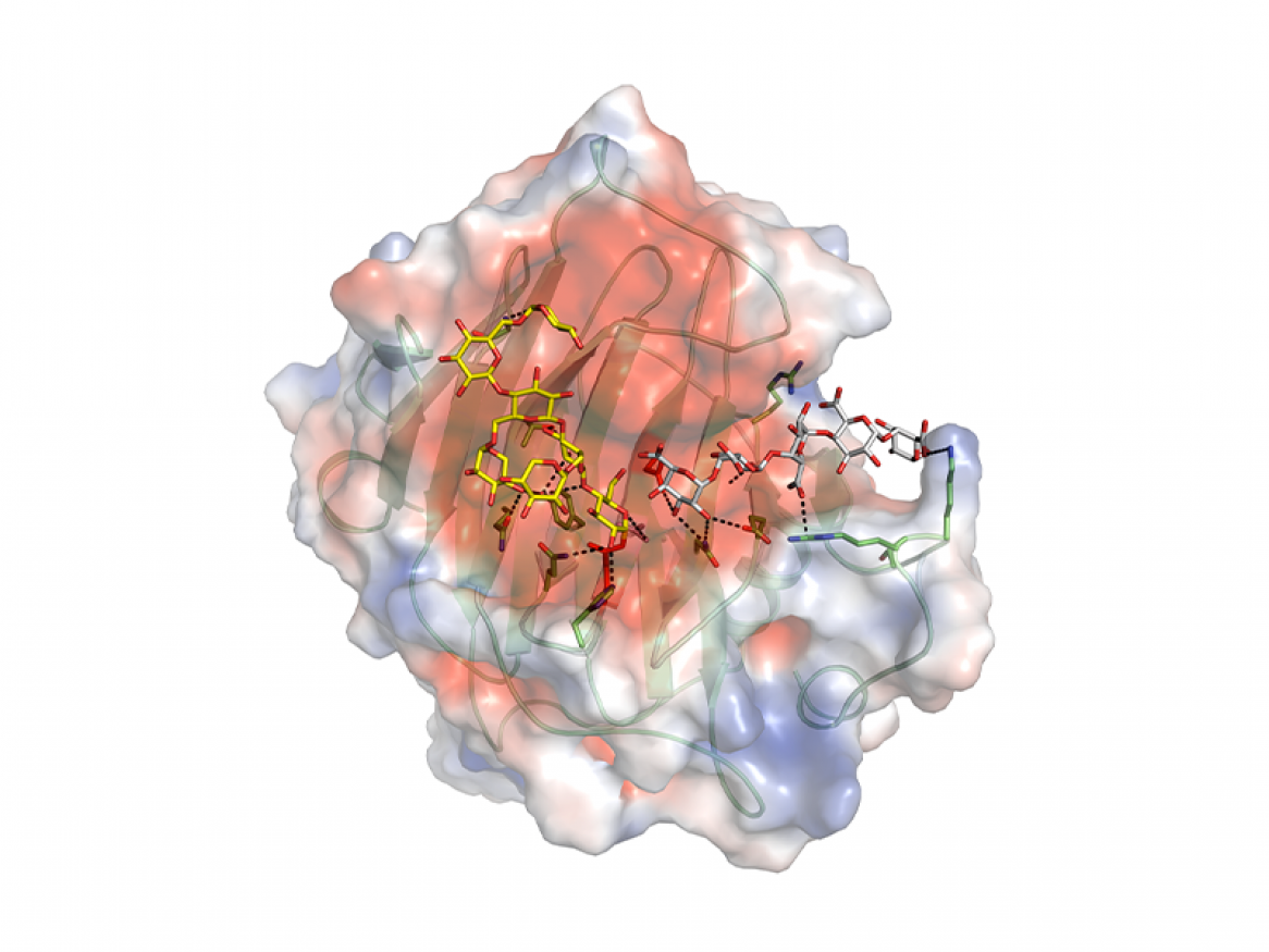 A 3D image of nasturtium xyloglucan xyloglucosyl transferase with bound substrate reactants.