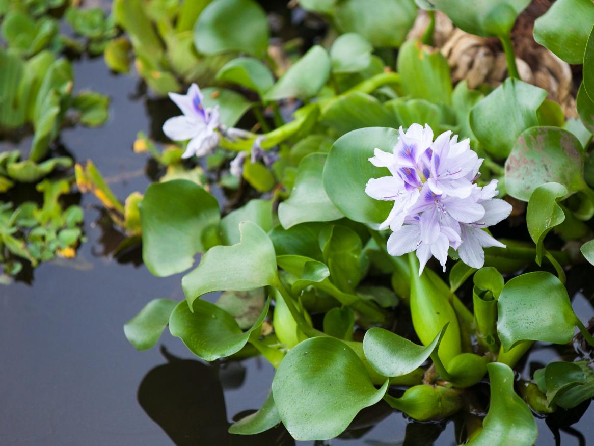 A water hyacinth.