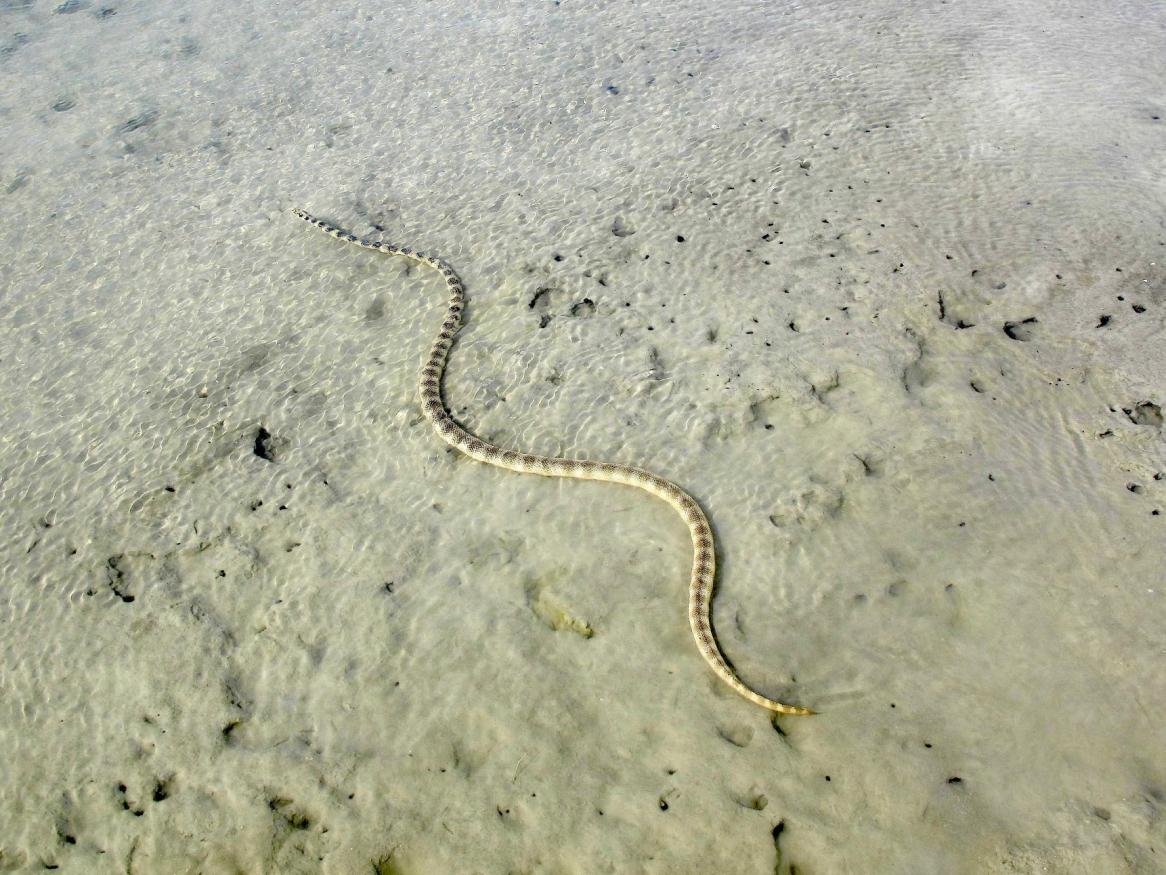 sea snake Hydrophis cyanocinctus