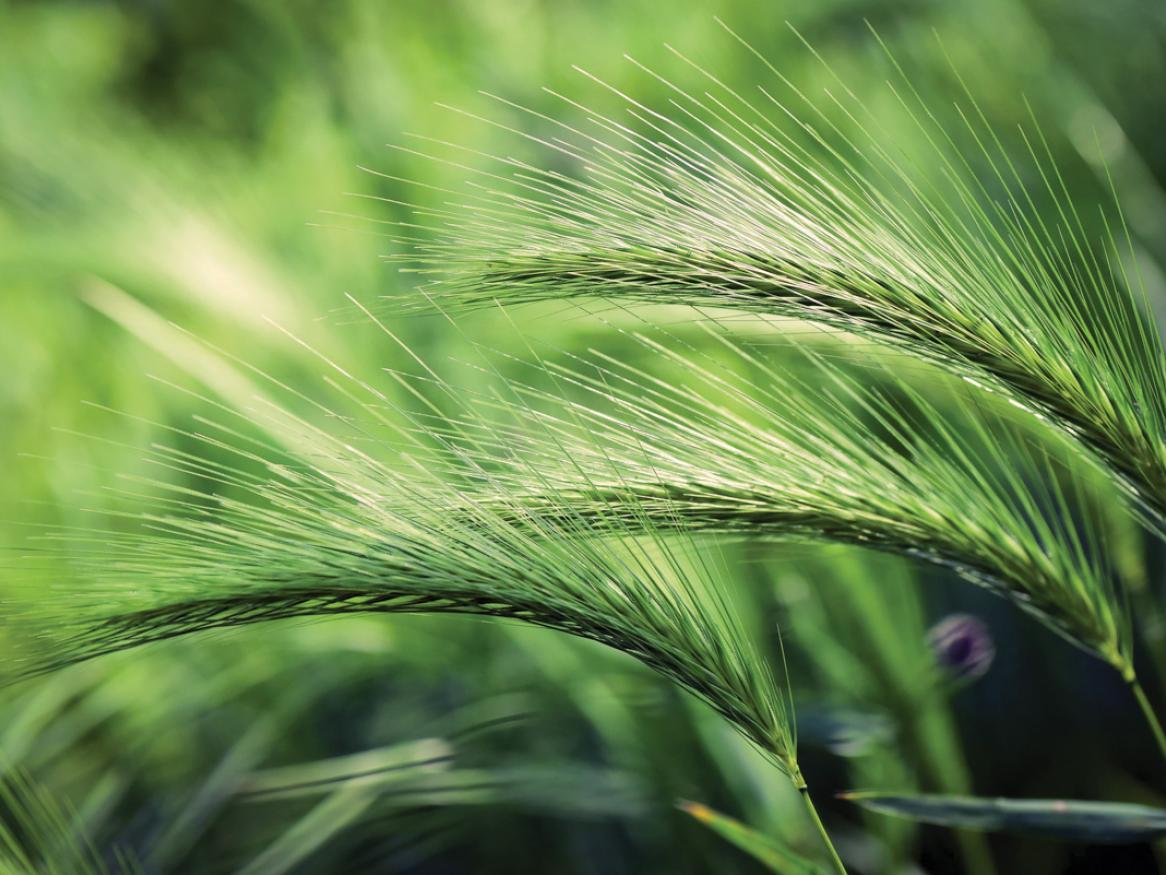 Foxtail barley. Credit: Pixabay