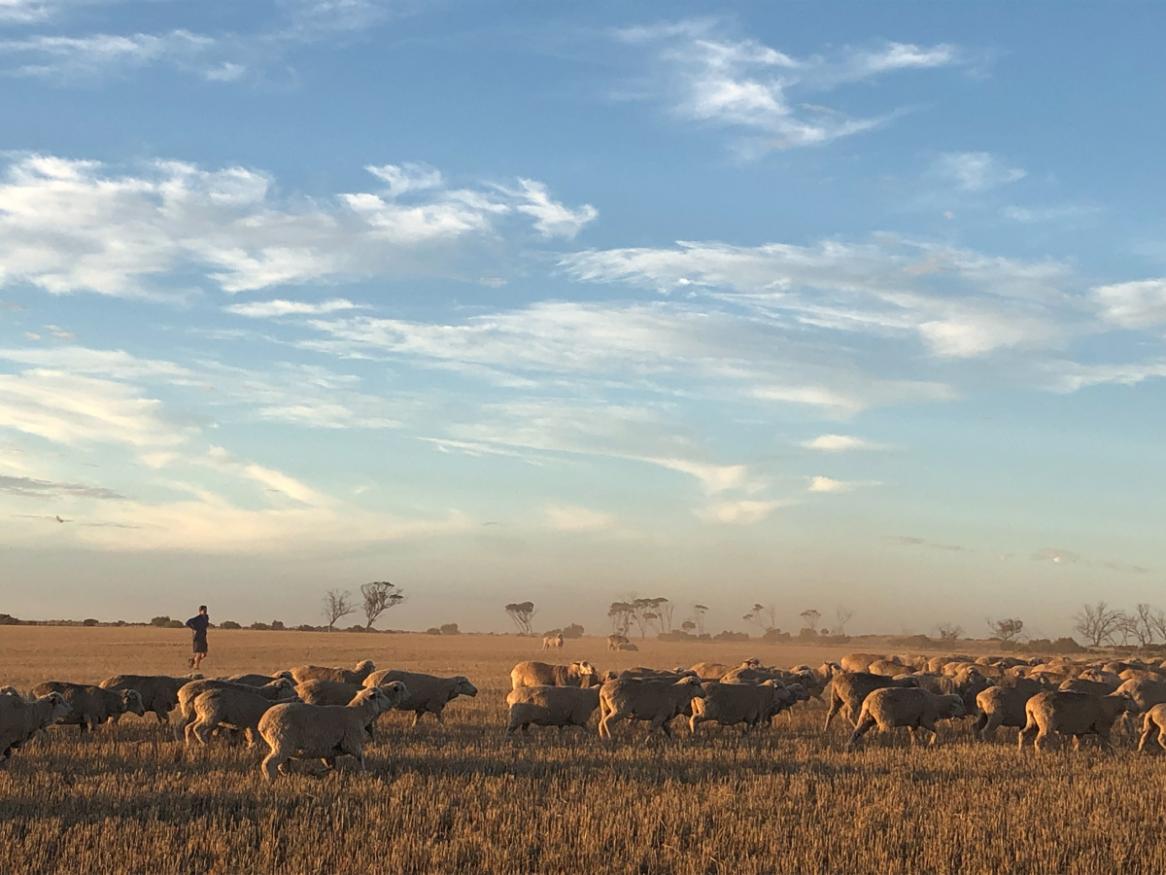 A flock of sheep.